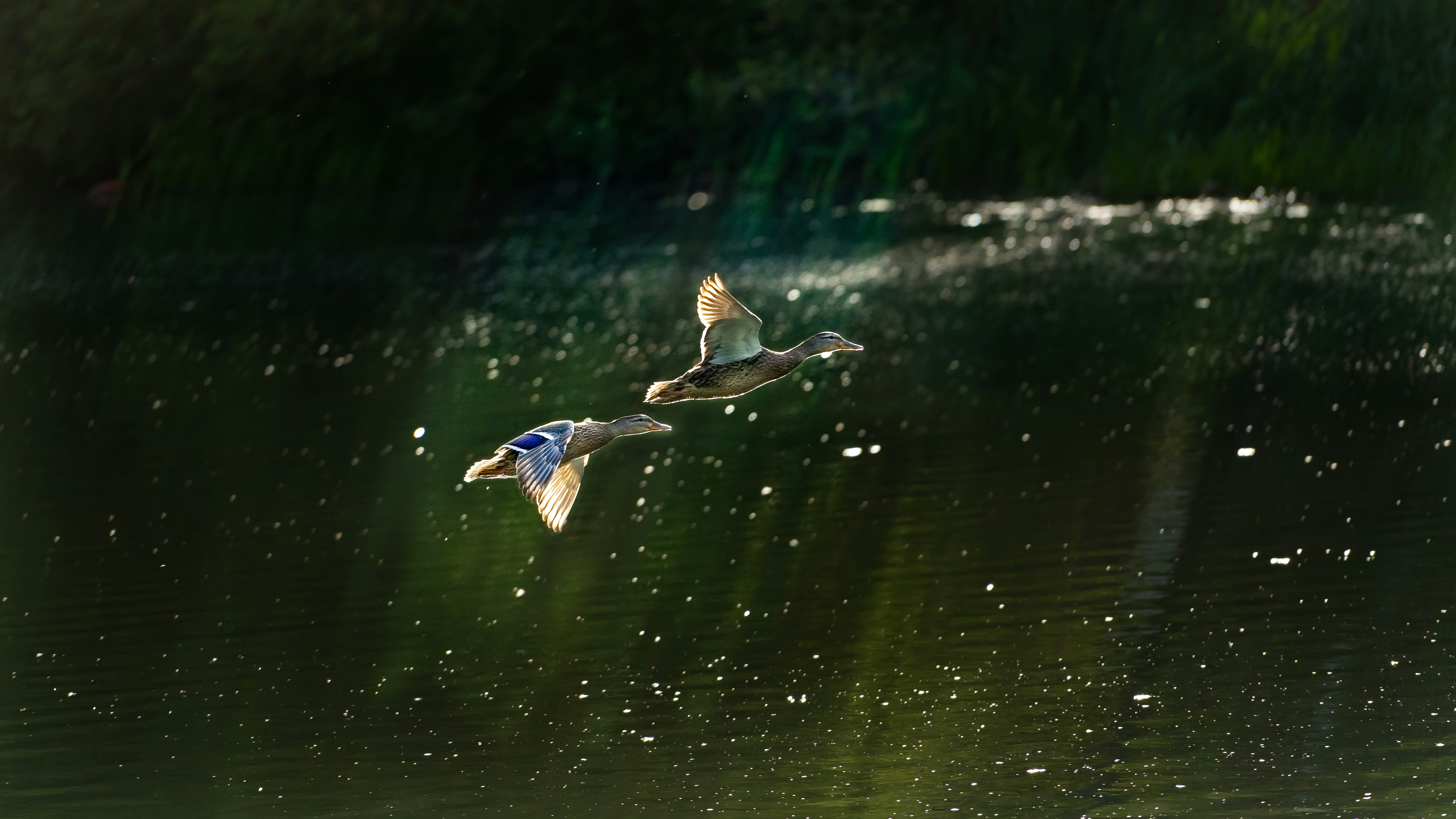 Photo by ameefairbankbrown