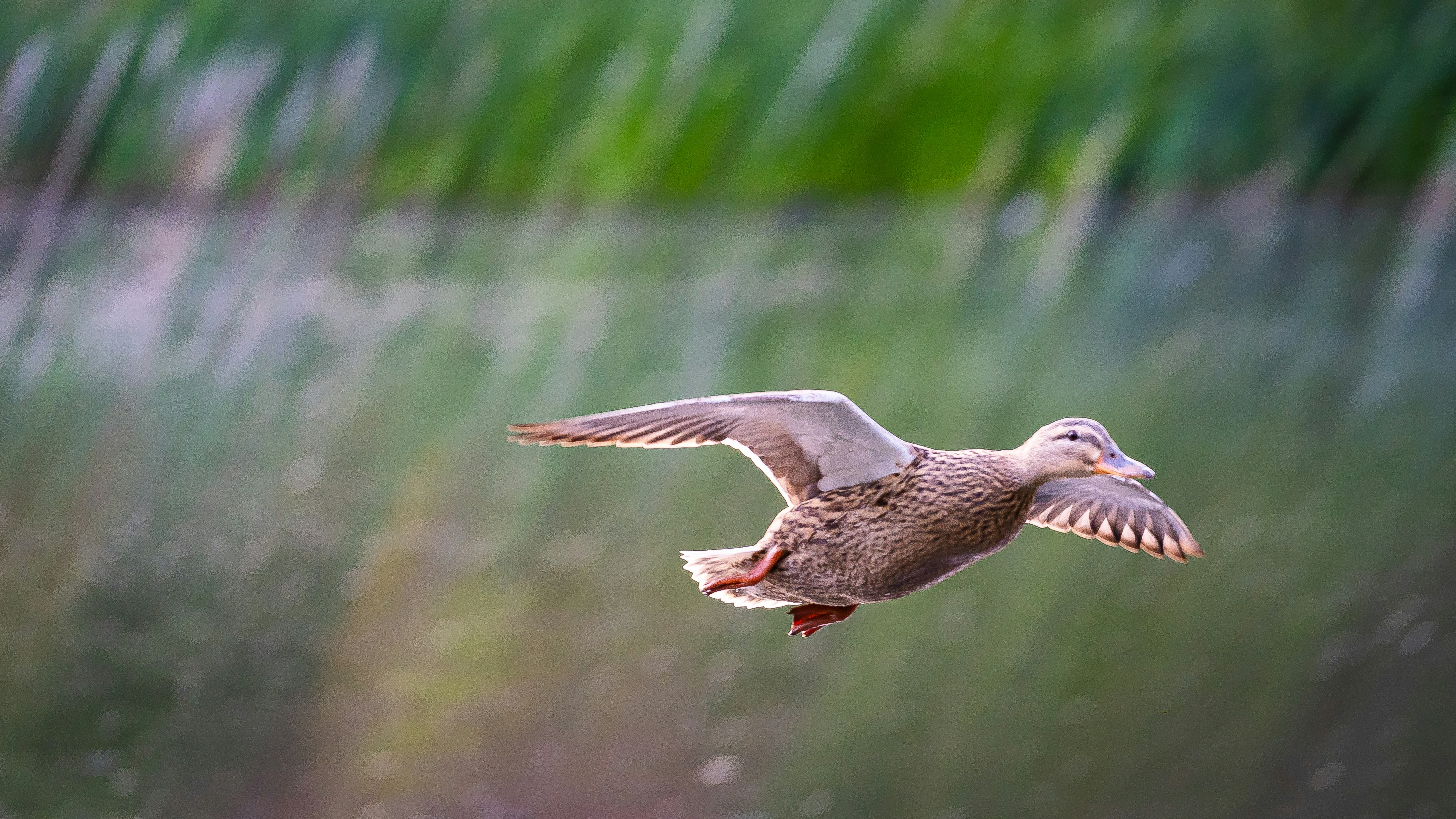 Photo by ameefairbankbrown