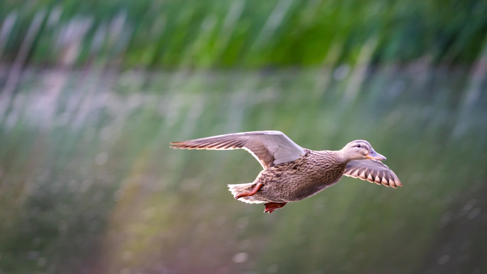 brown and white bird flying during daytime