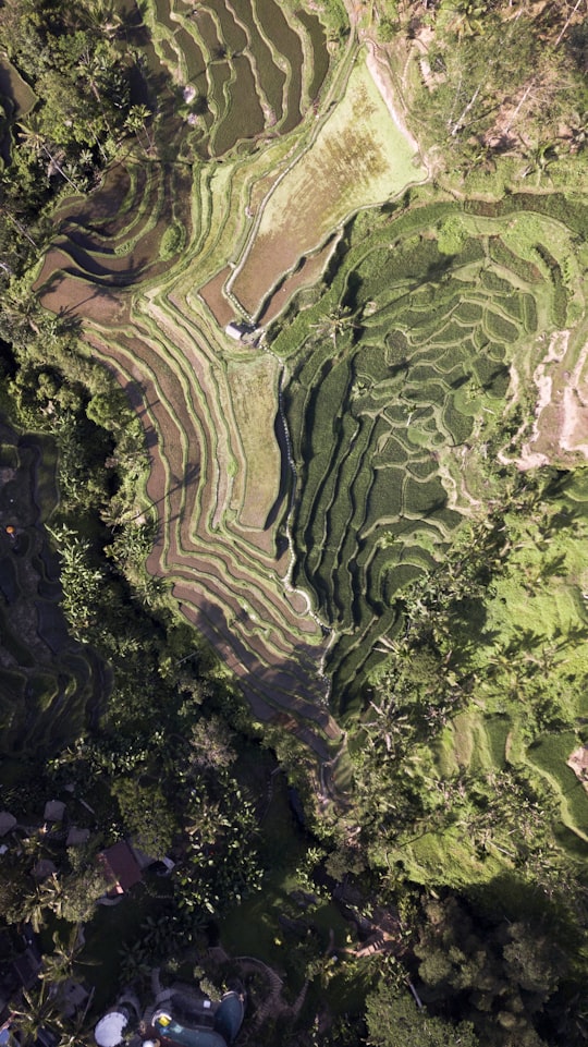 aerial view of green trees and river in Tegallalang Indonesia