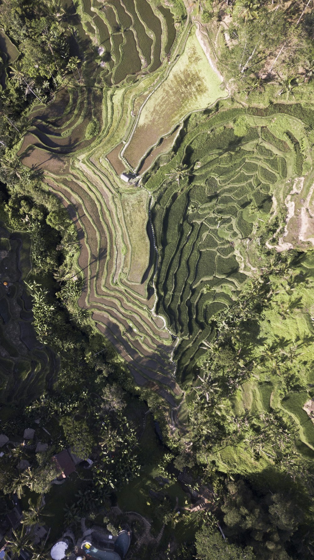 aerial view of green trees and river