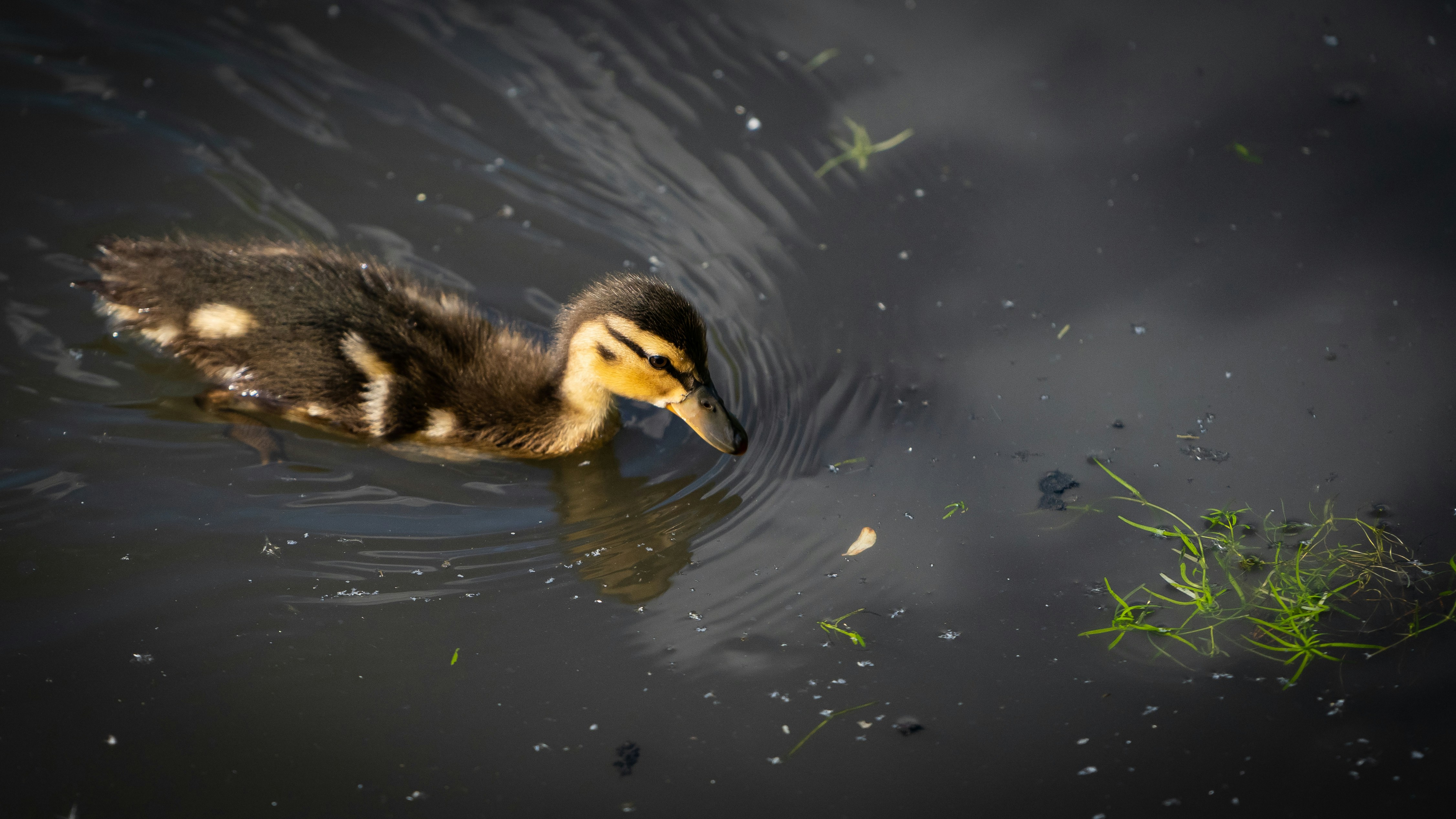 Photo by ameefairbankbrown