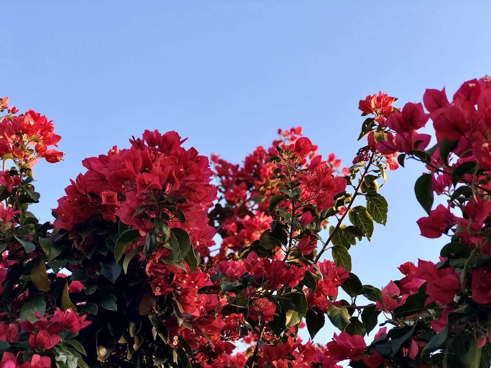 red flowers with green leaves