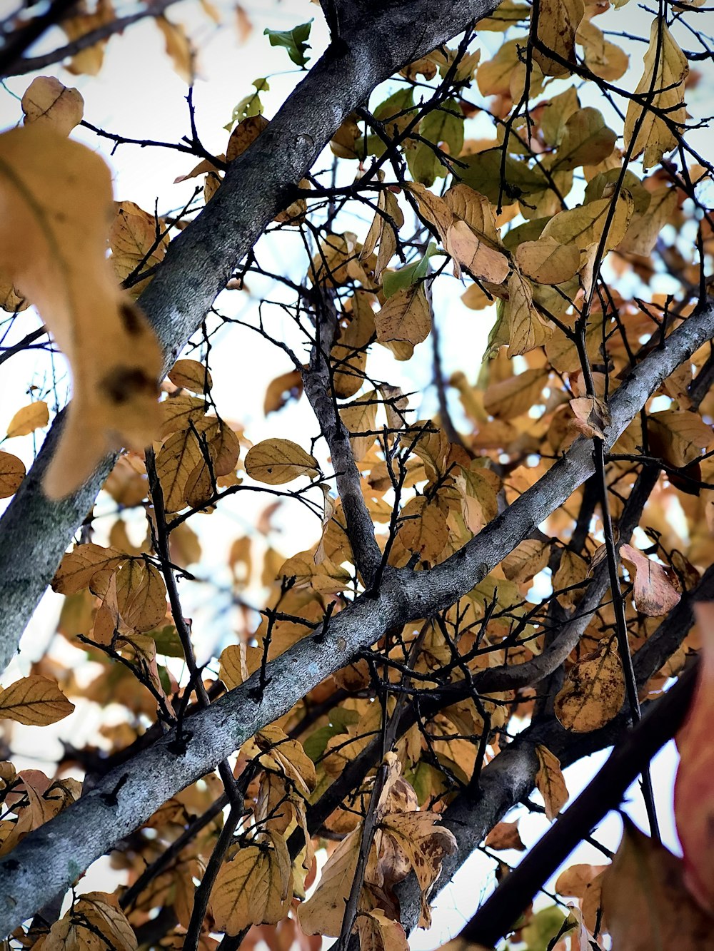 a tree with lots of leaves on it