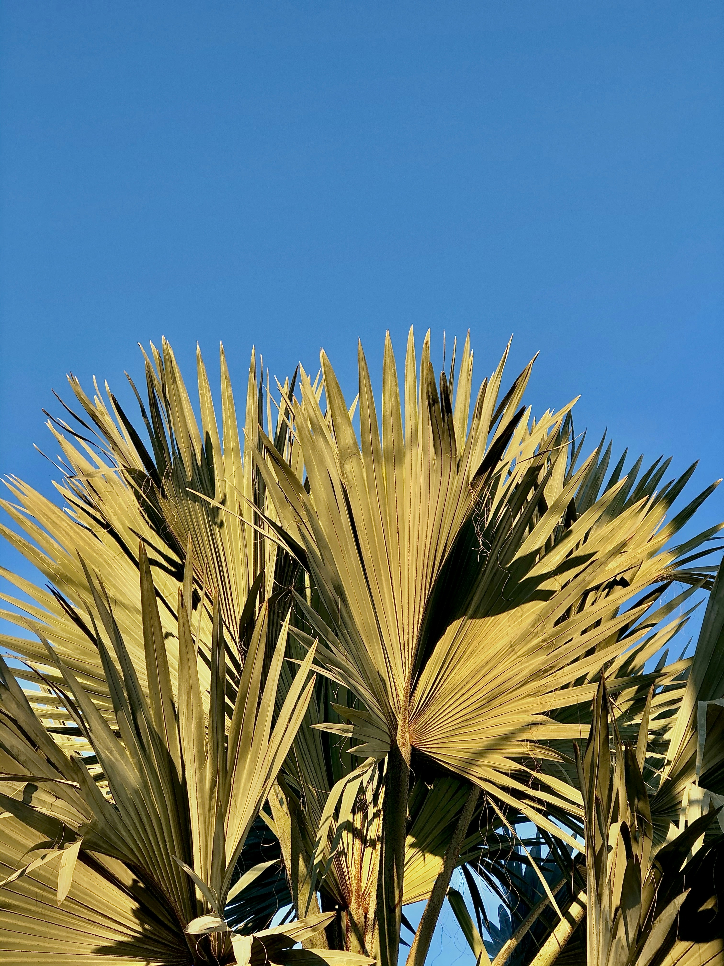 Green plant under blue sky during daytime photo Free Wallpapers Image