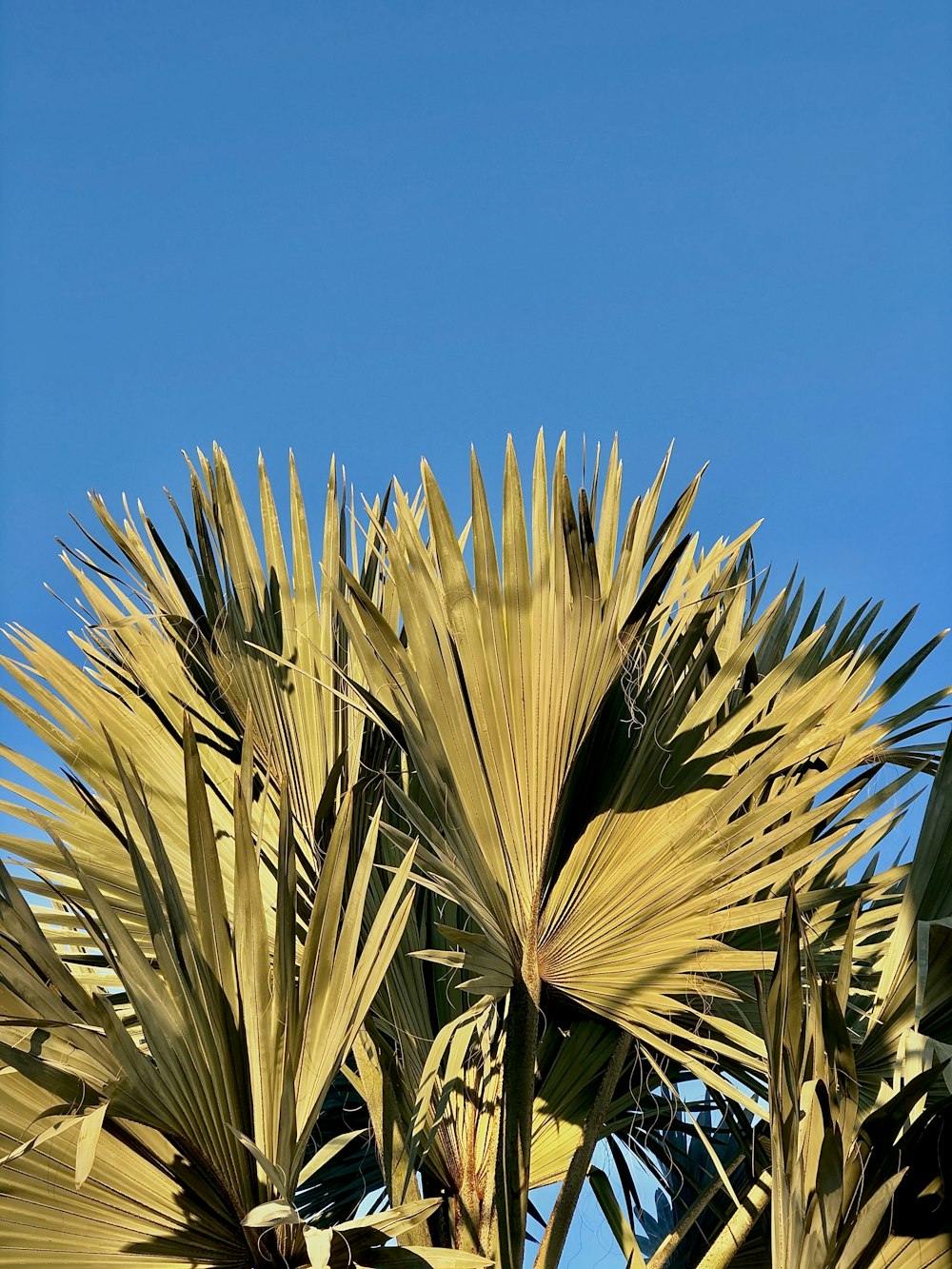 pianta verde sotto il cielo blu durante il giorno