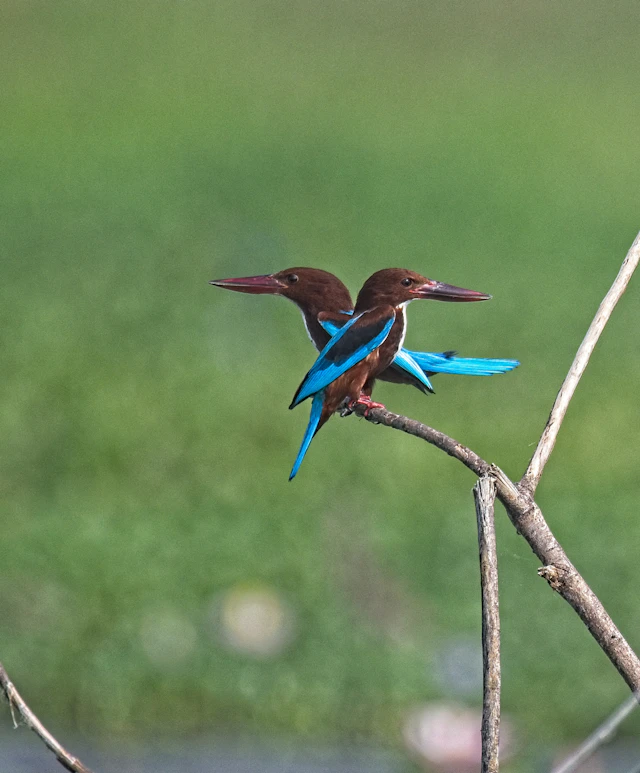 A resident bird on a mangrove branch