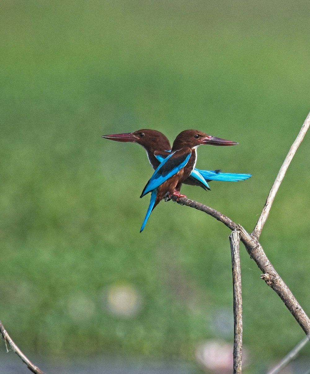 blue and brown bird on brown tree branch