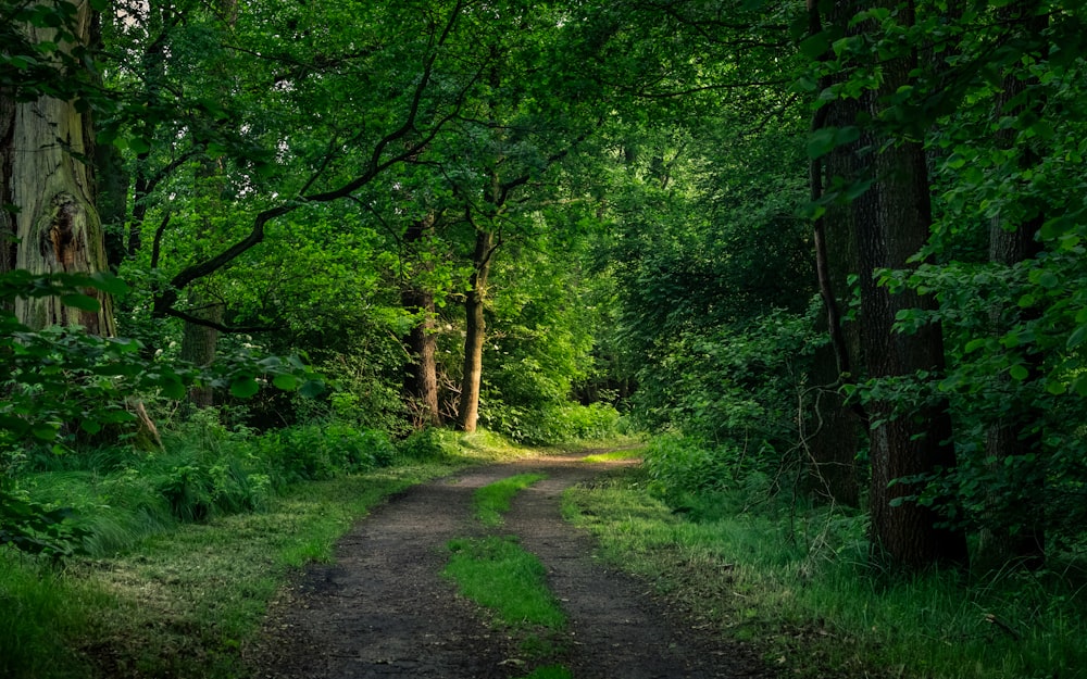 green trees beside gray pathway