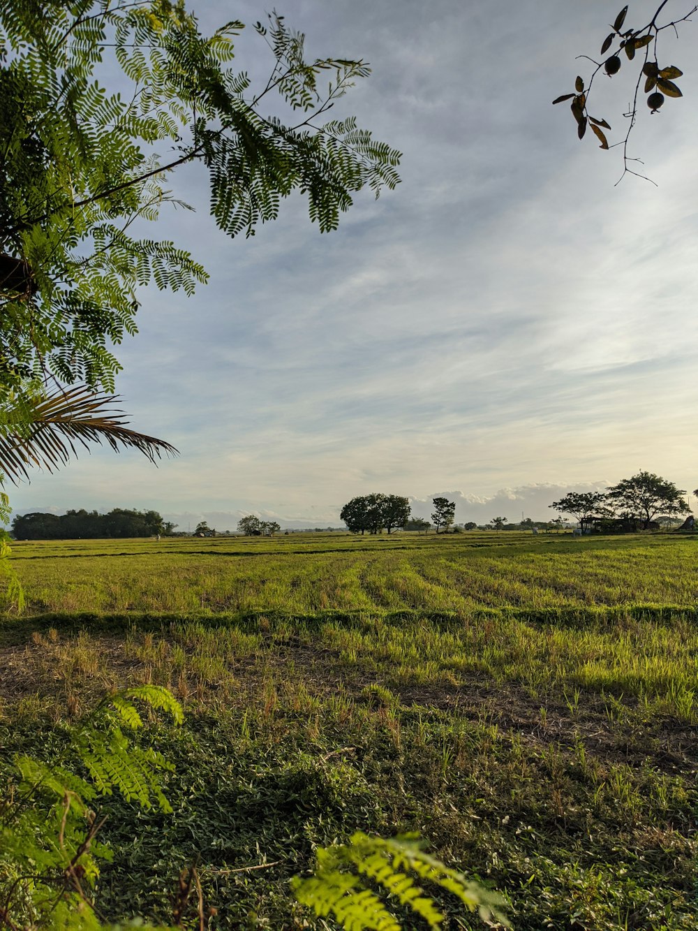 green grass field under cloudy sky during daytime