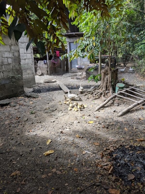 A rural outdoor scene with trees and a dirt-covered ground. A group of ducklings with an adult duck are walking together, surrounded by natural elements like leaves and branches. In the background, there is a simple structure made of concrete blocks and some household items, suggesting a rustic environment.
