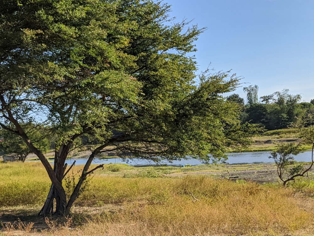 green trees near body of water during daytime