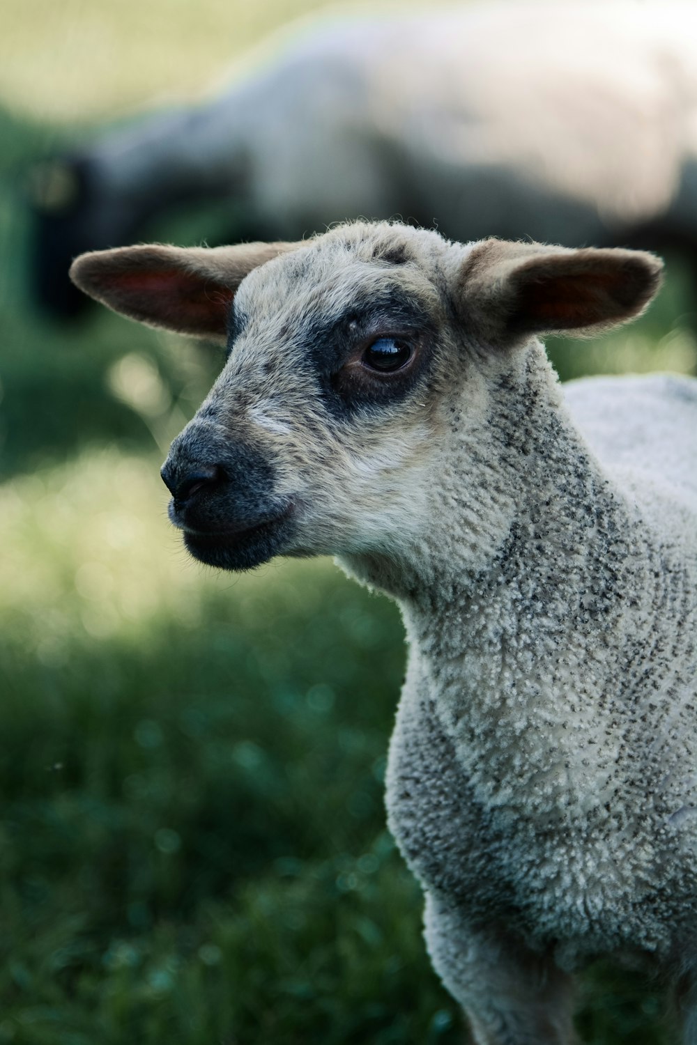 昼間は緑の芝生の上に白と灰色の羊