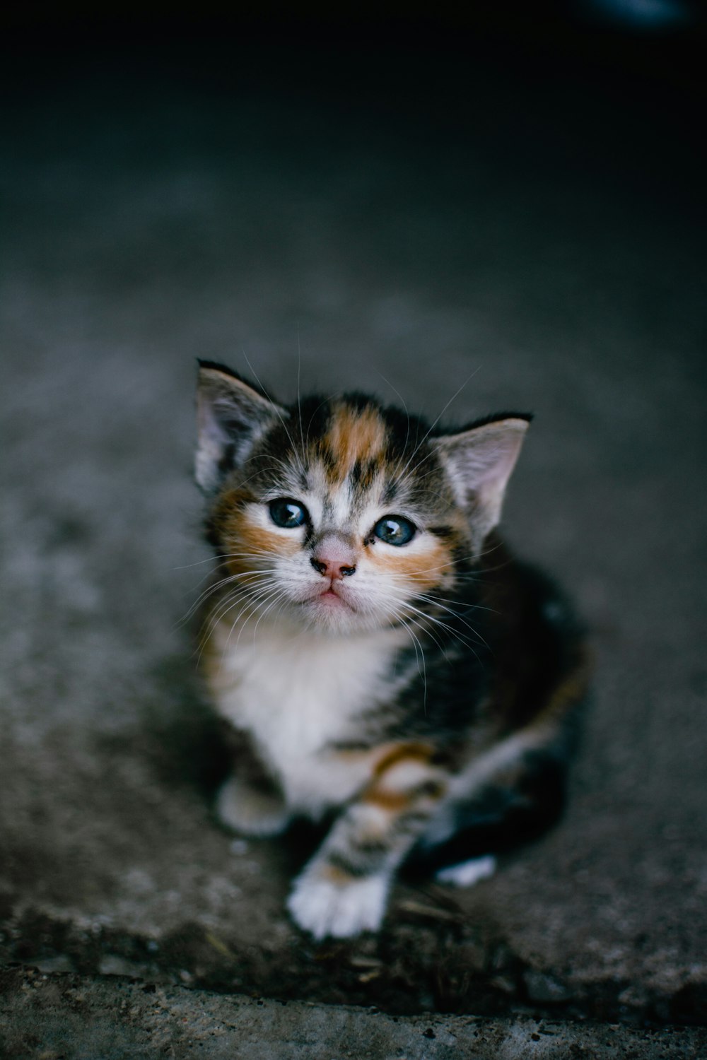 Gato marrón, blanco y negro