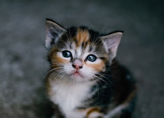 brown white and black cat