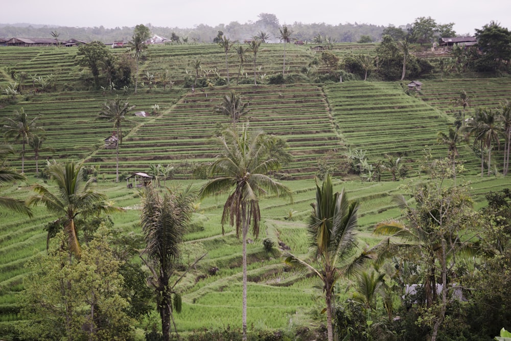 green coconut trees during daytime