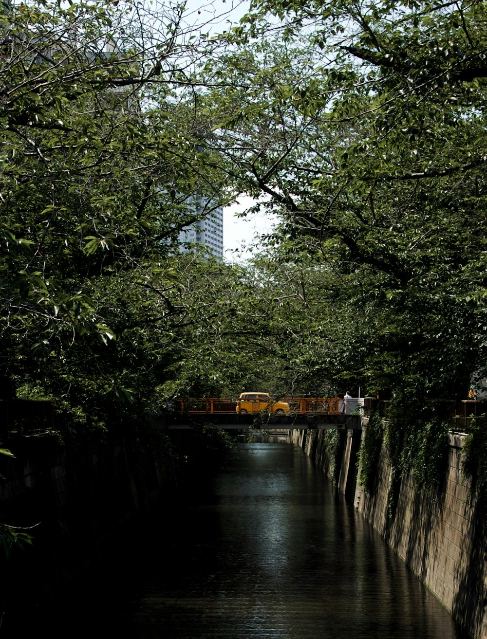 green trees beside river during daytime