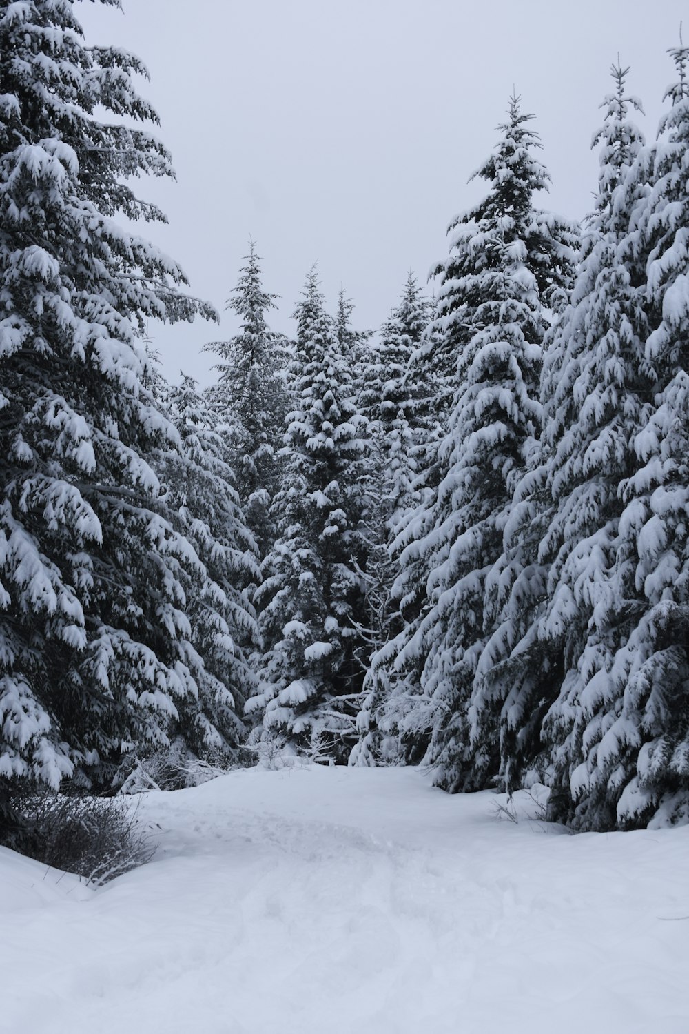 snow covered pine trees during daytime