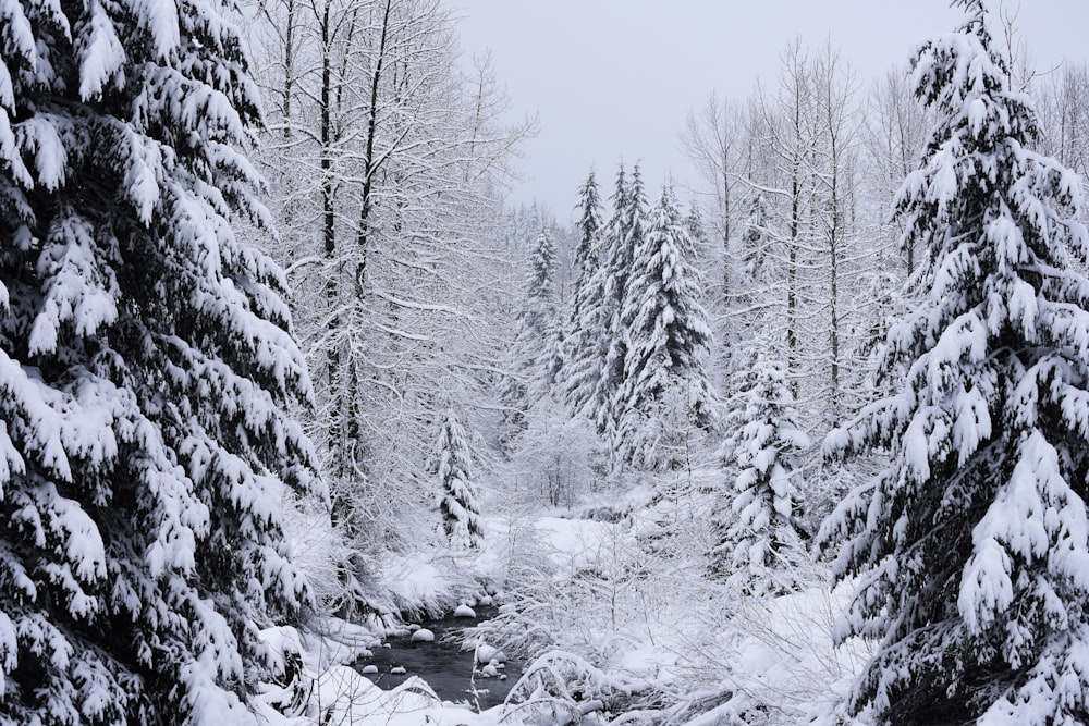 snow covered trees during daytime