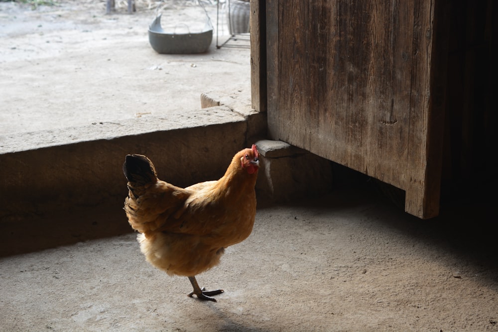 brown hen on gray concrete floor