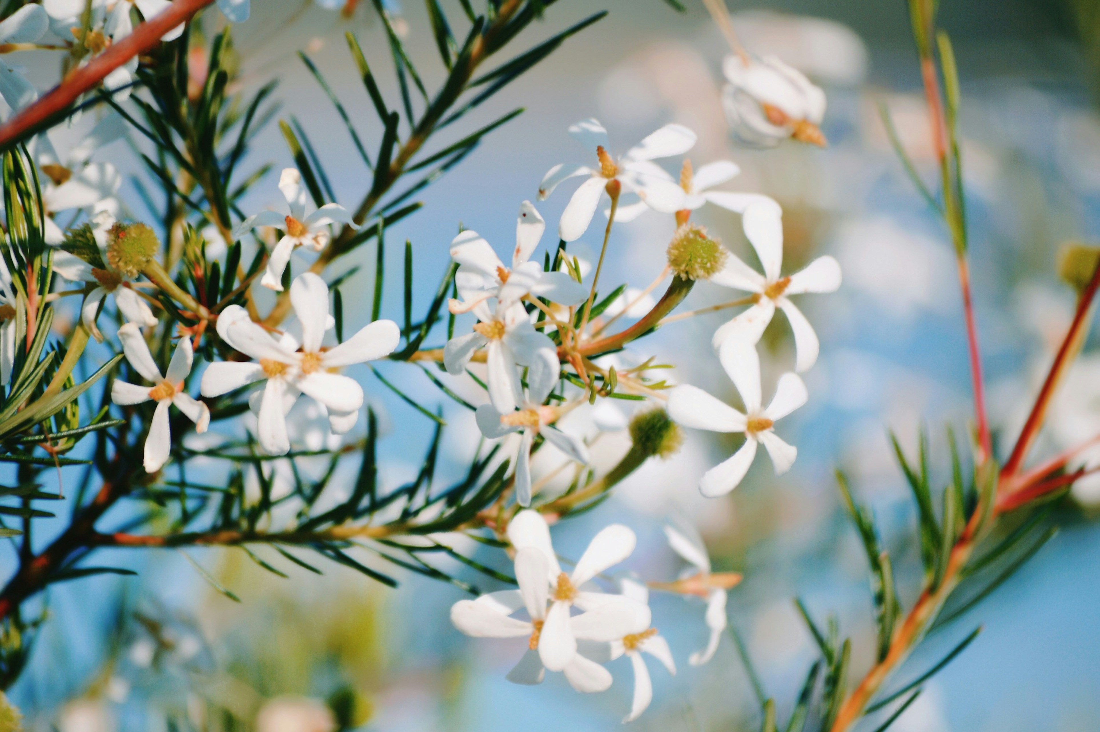 Photo by nicksarvari