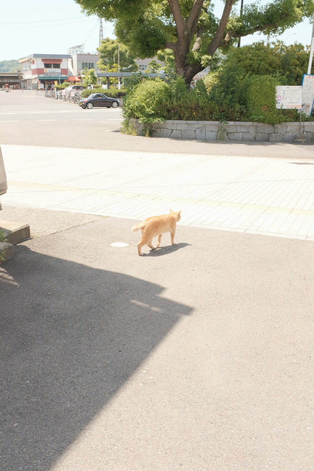 brown short coated dog on gray concrete floor during daytime