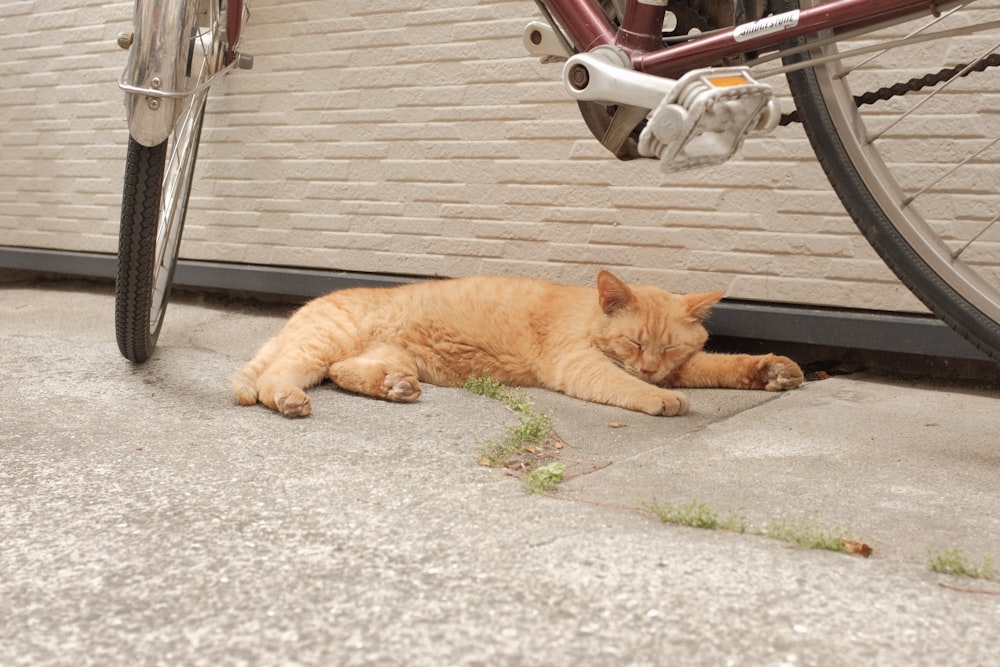 orange tabby cat lying on gray concrete floor