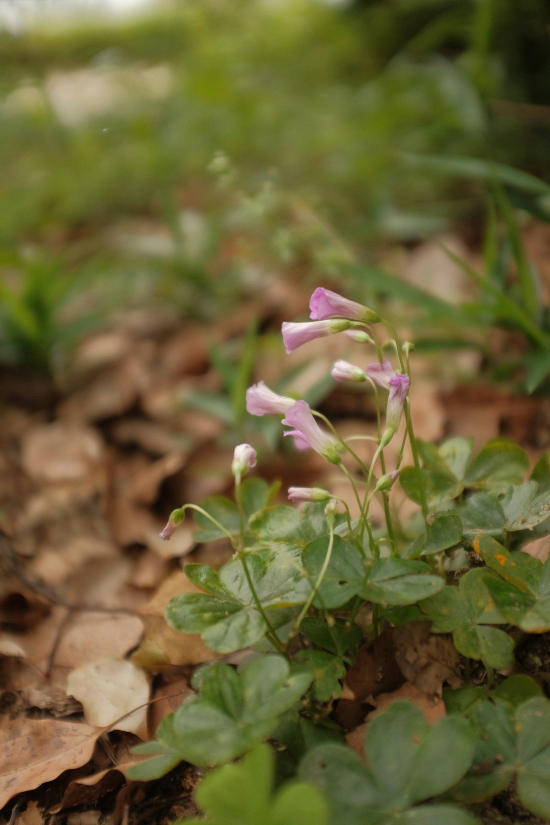 pink and white flower in tilt shift lens