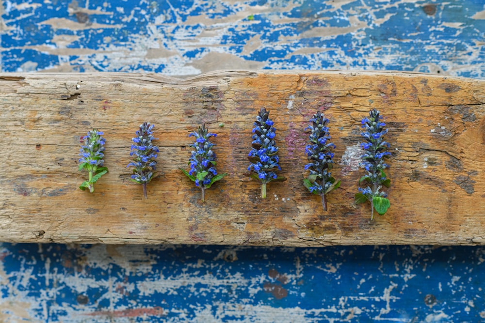 blue and black butterfly on brown wooden plank