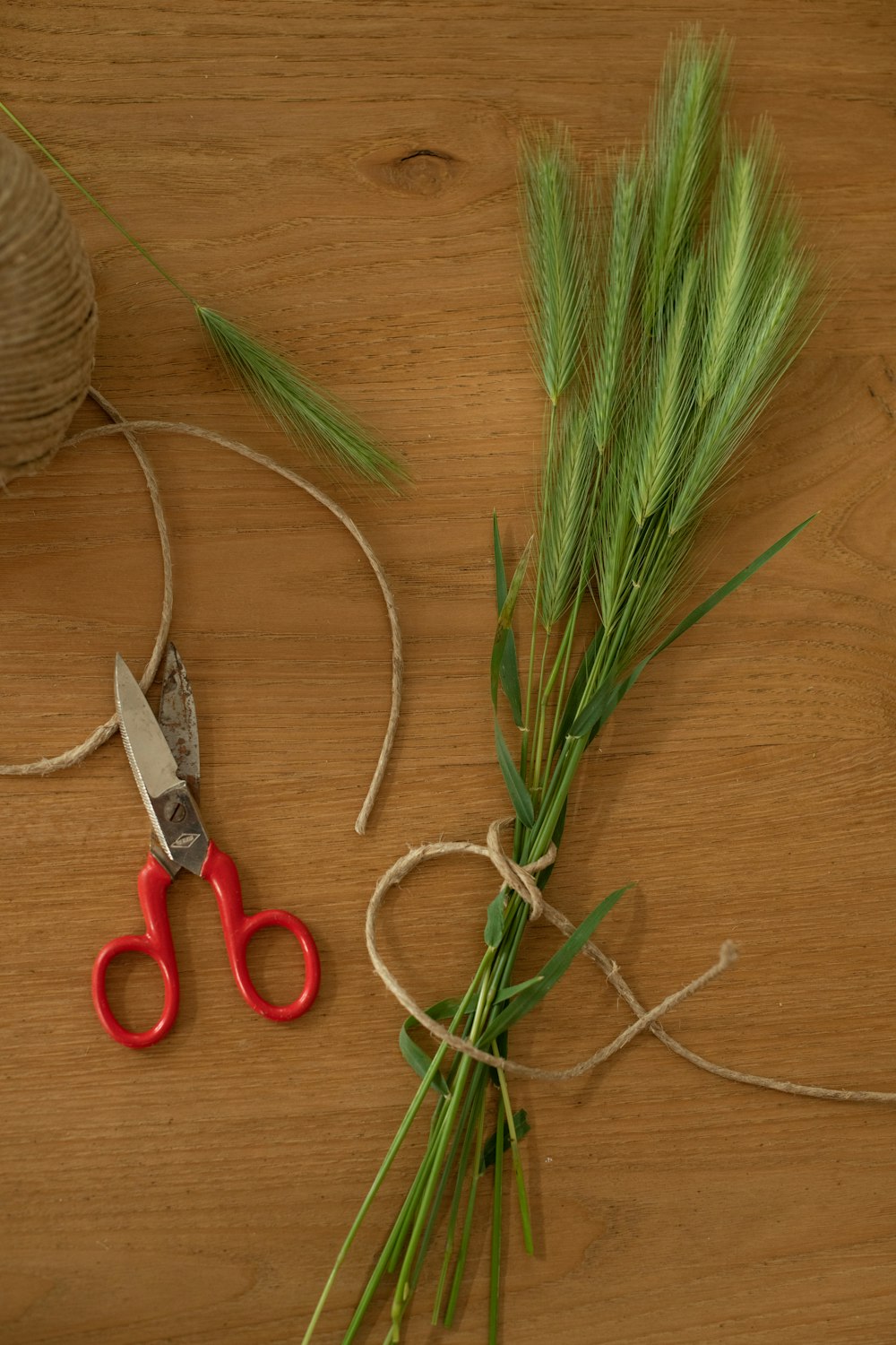 red handle scissors beside green plant