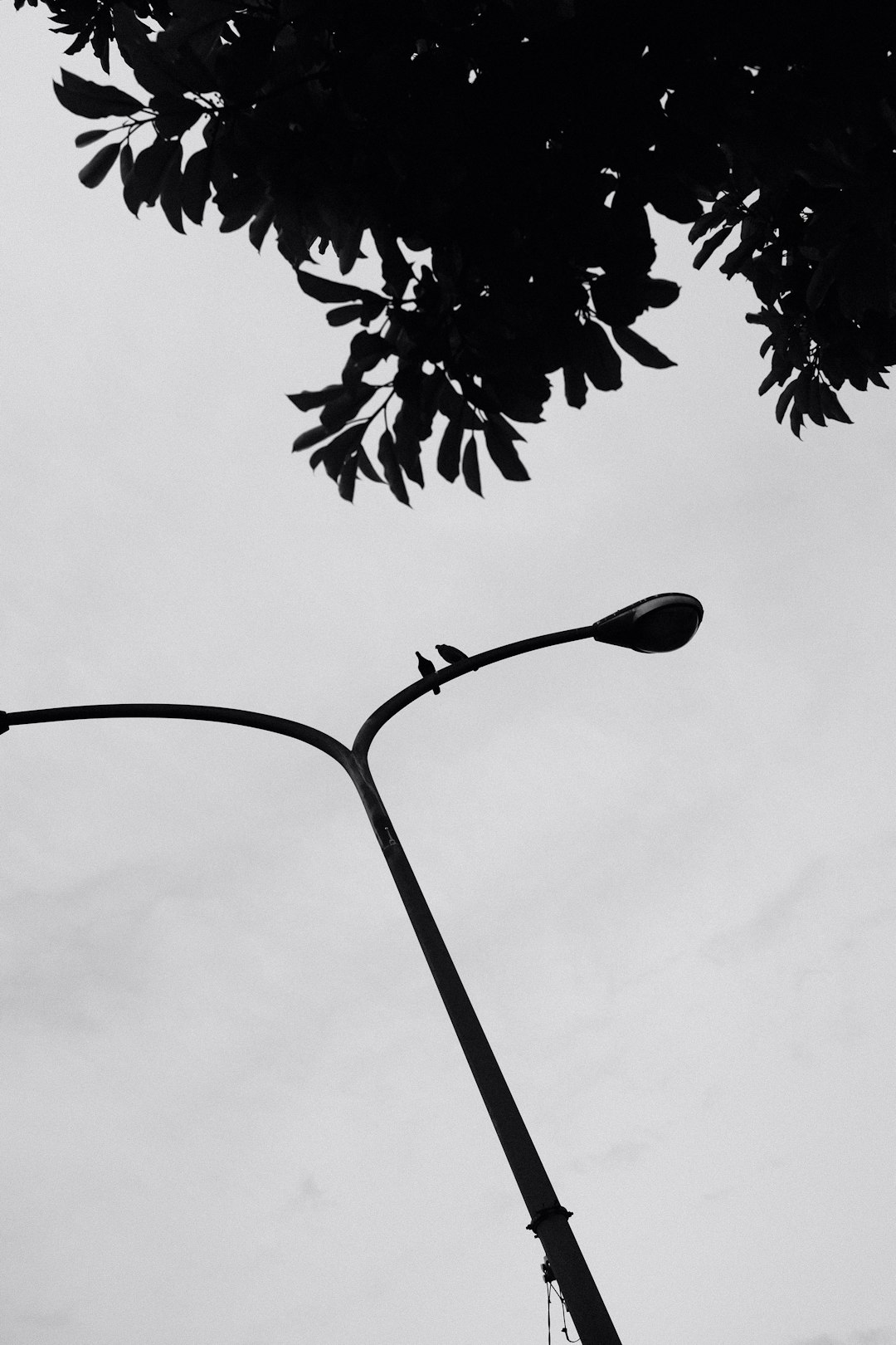 grayscale photo of tree with heart shaped pendant