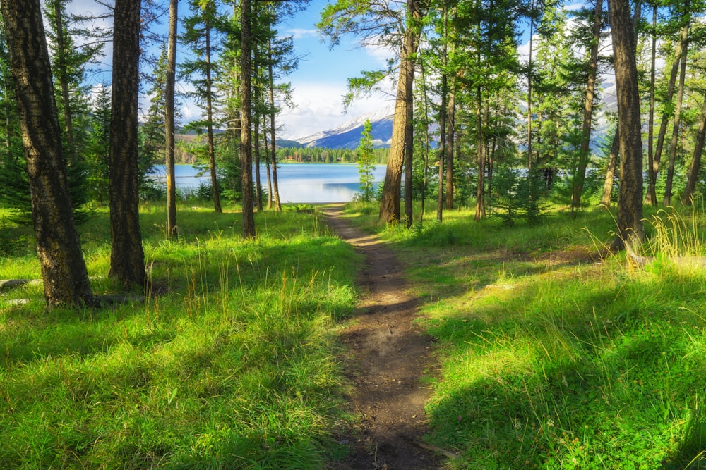 green grass field near lake under blue sky during daytime