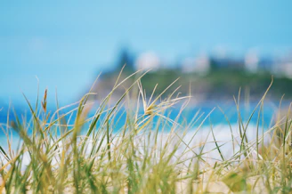 green grass near body of water during daytime