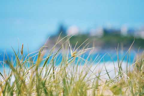 green grass near body of water during daytime