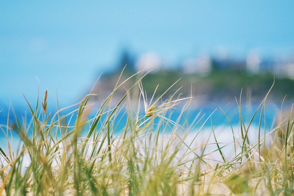 green grass near body of water during daytime