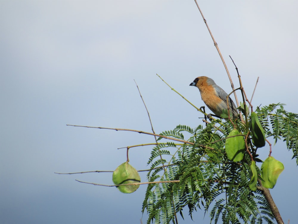 blue and brown bird on green tree branch during daytime