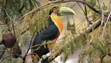 Cheerful animated toucan with a large beak, surrounded by lush leaves and bright flowers.