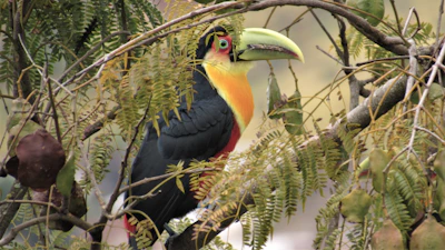 Cheerful animated toucan with a large beak, surrounded by lush leaves and bright flowers.