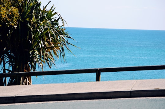 green palm tree near blue sea during daytime in Moffat Beach QLD Australia