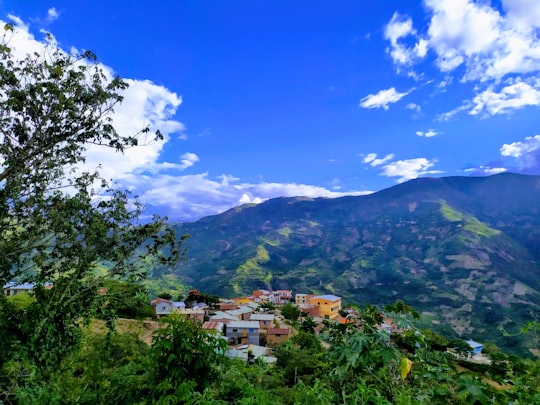 green trees and mountains under blue sky during daytime in Chulumani Bolivia