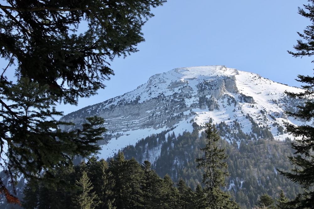 alberi verdi vicino alla montagna coperta di neve durante il giorno