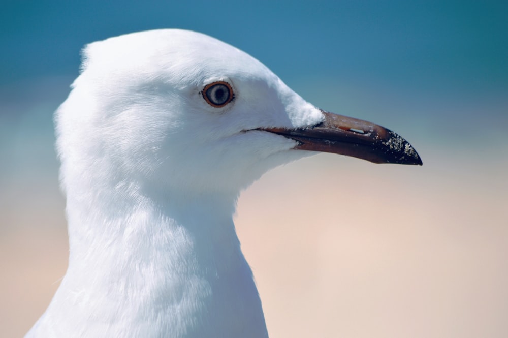 white bird in close up photography