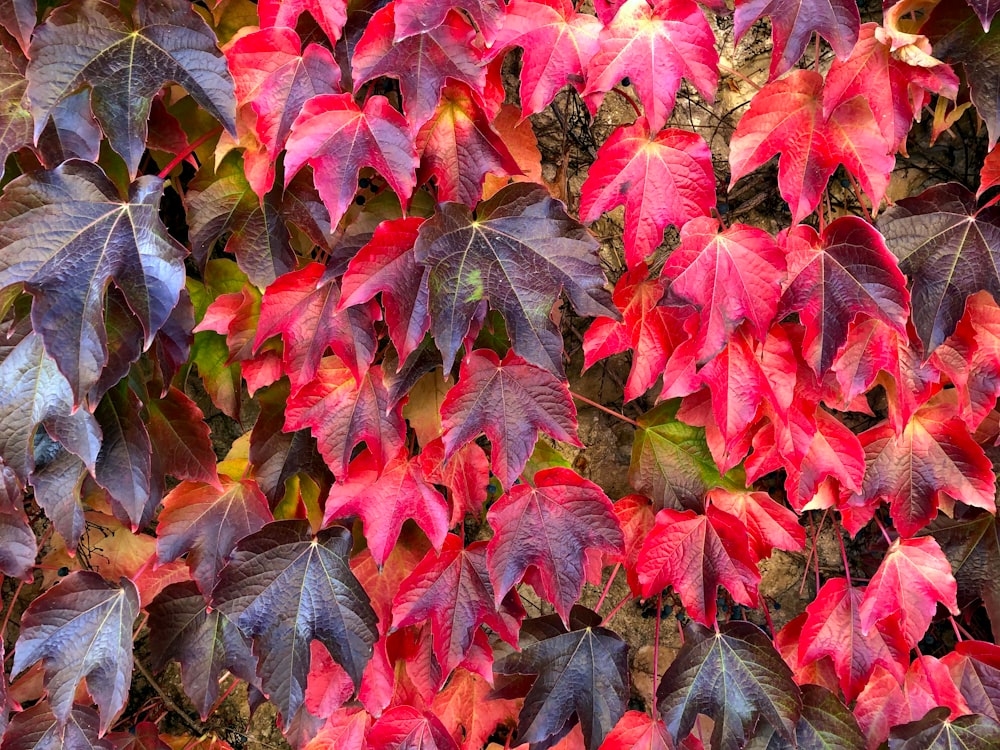 red and green maple leaves