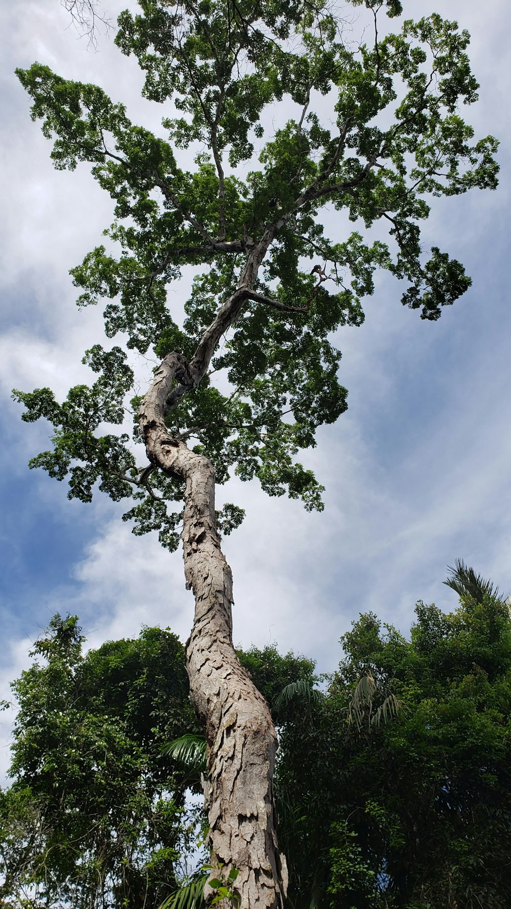 arbre vert sous le ciel bleu pendant la journée