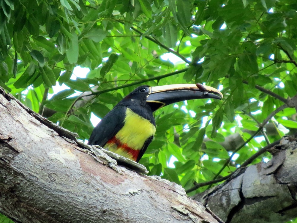 black and yellow bird on tree branch during daytime