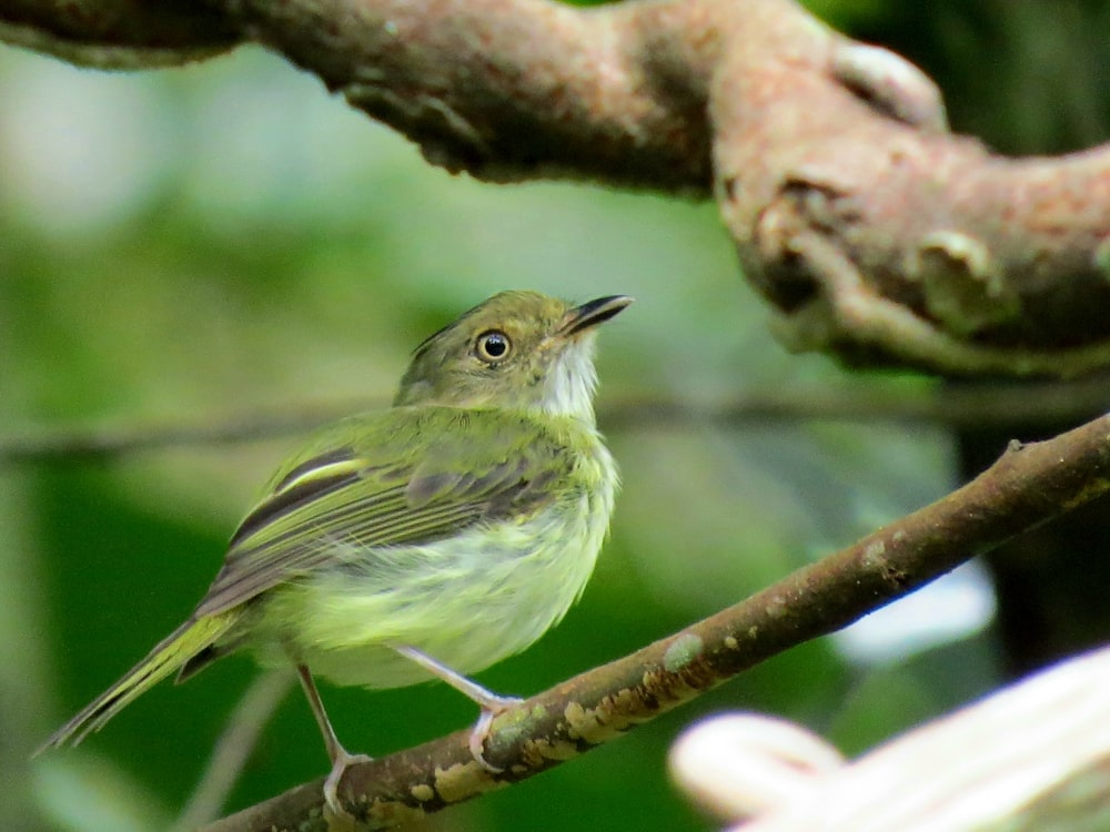 gray and white bird on brown tree branch