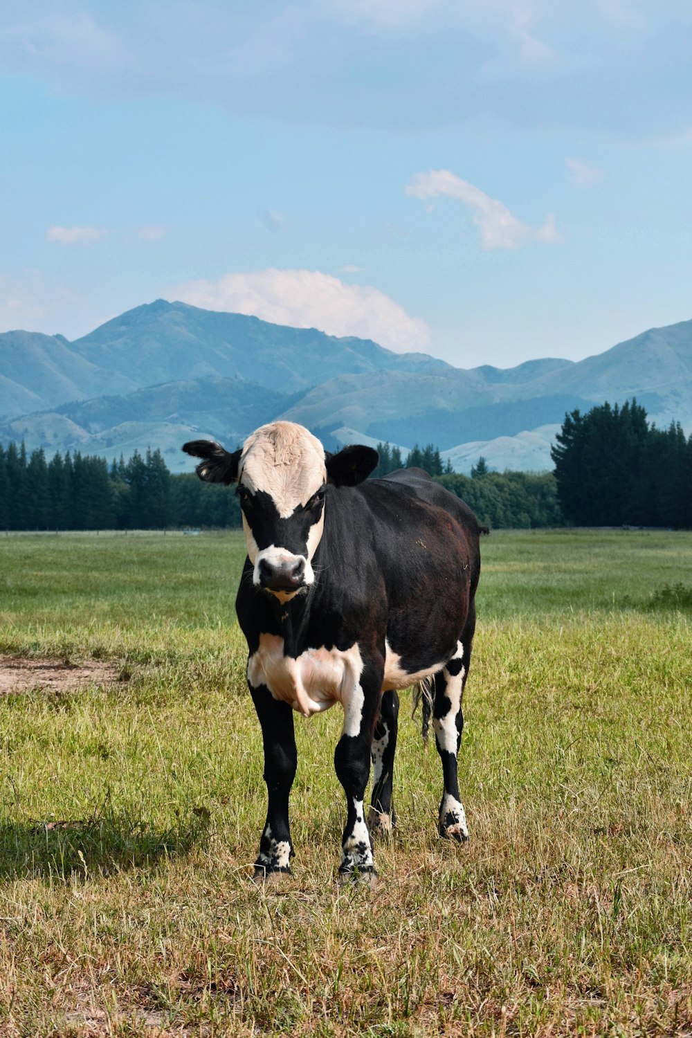 black and white cow on green grass field during daytime