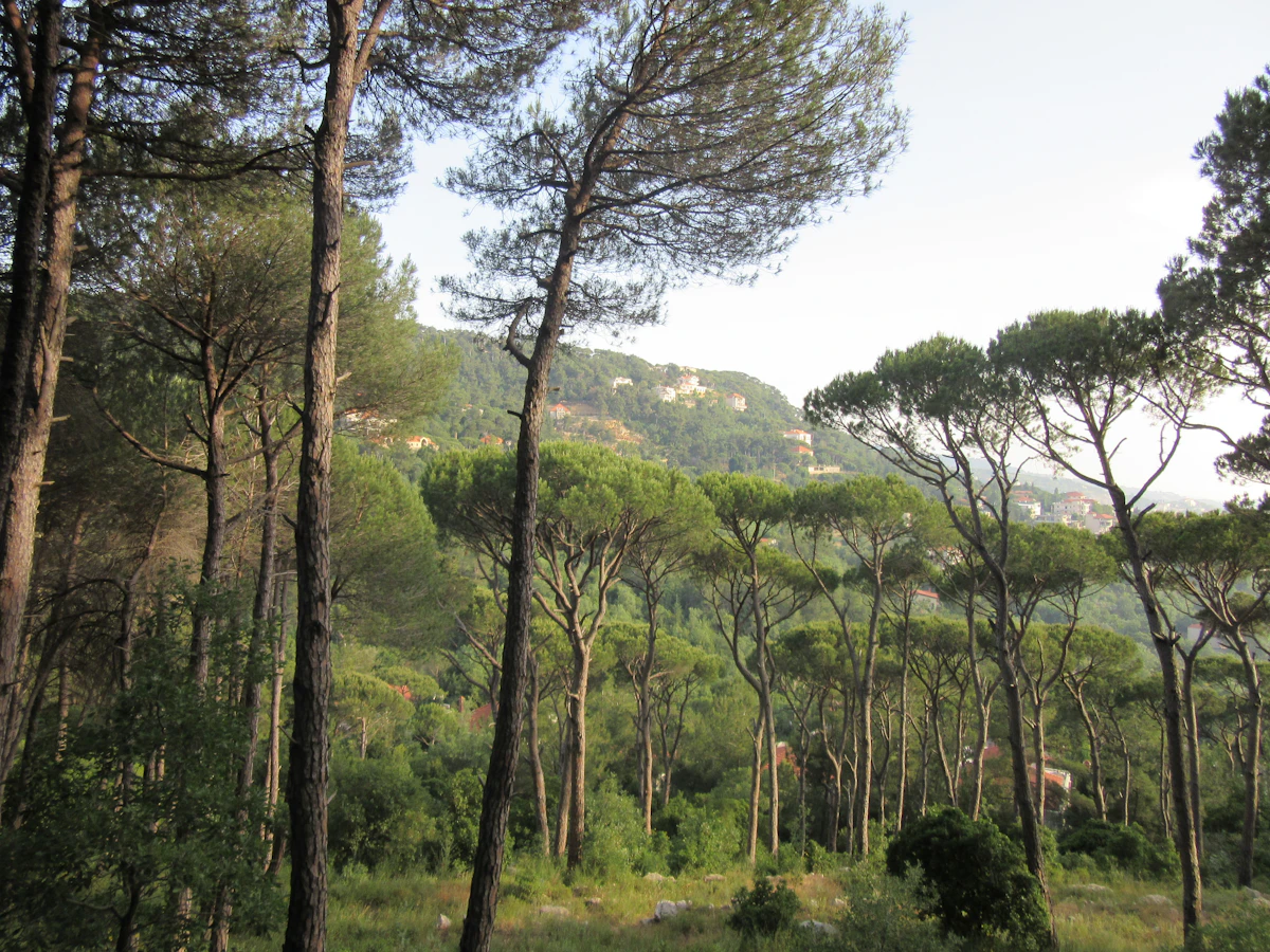 Cèdres du Liban