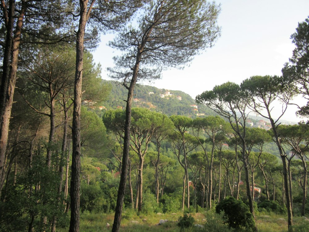 Chouf Cedar Reserve 2