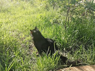 A joyful black cat lounging in a sunlit patch of grass at Black Cat Ranch Rescue.